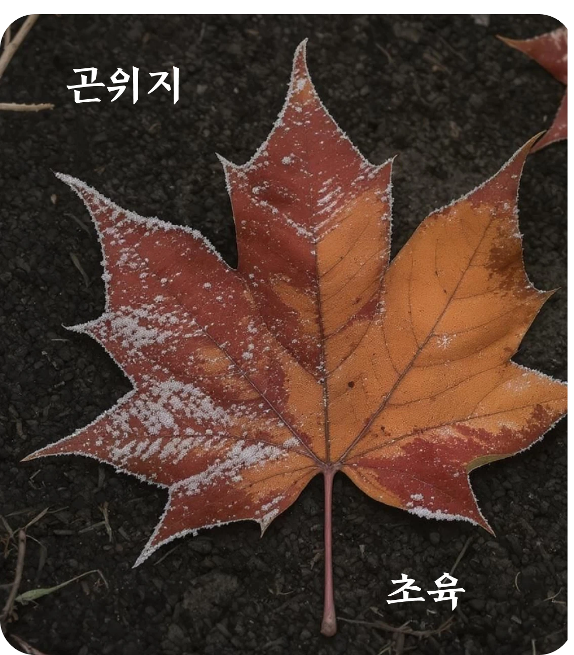 곤괘 초육 효 카드: 이상견빙지