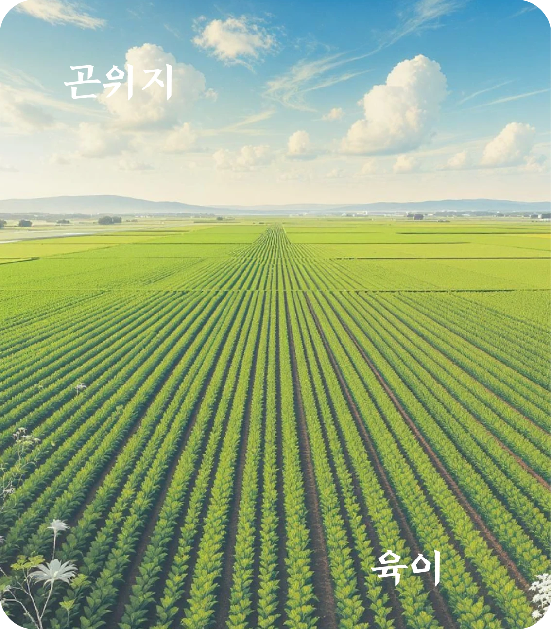 곤괘 육이 효 카드: 직방대