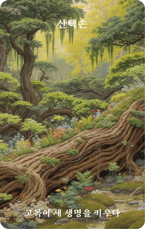 손괘 카드 앞면: 사득·고목육신생(枯木育新生)